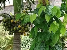 Mấy mùa cau