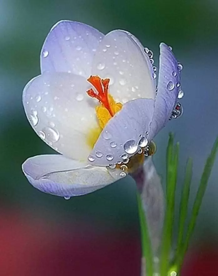 LƯNG CHỪNG