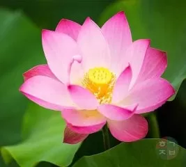 CÁNH VẠC VỀ TRỜI