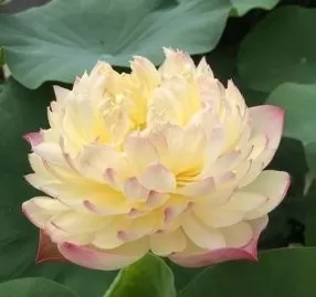 ĐỂ TÌNH ĐẦU MÃI MÃI ĐƯỢC BÌNH YÊN