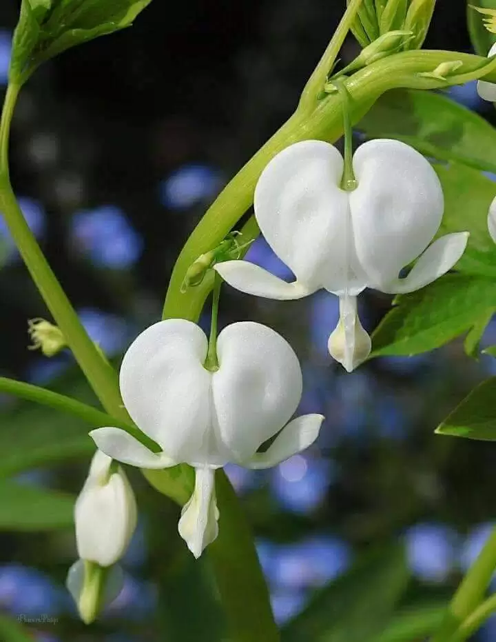 CÓ PHẢI EM SAI